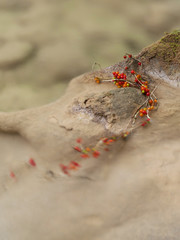 Details of Beusnita stream in Beusnita Natural Park