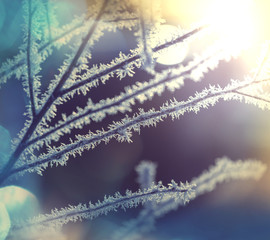 Frozen tree