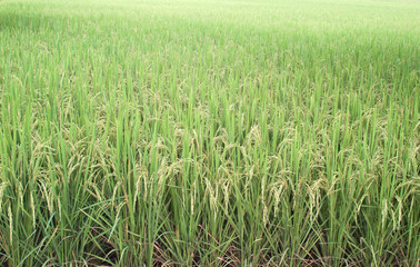 Rice fields