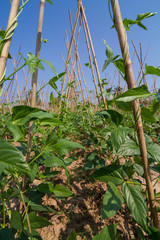 yard long bean plant growing on bamboo scaffolding