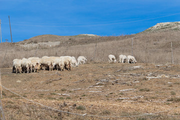 Obraz premium sheep landscape