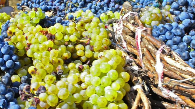 harvested grapes Italy in old wooden baskets