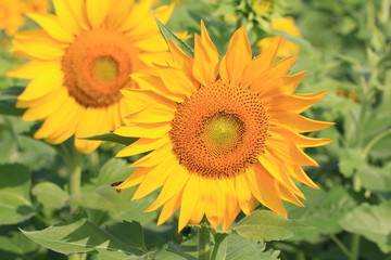 Fototapeta premium Sunflowers