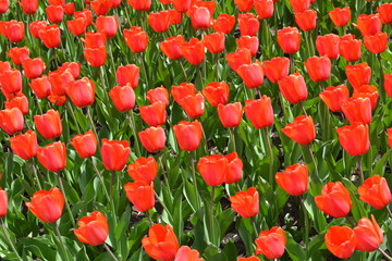 Красные тюльпаны