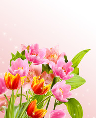 Fototapeta premium Beautiful flowers on light background