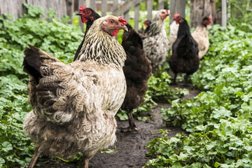 Chicken walking in nature. Lots of chickens walk in the garden,