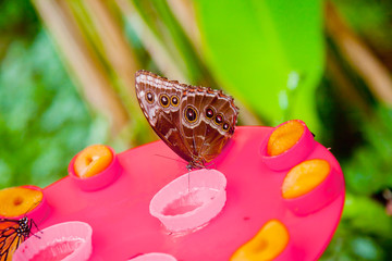 Emperor butterfly drinking honey