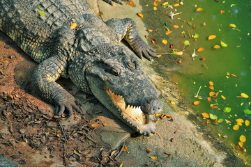 Agresivny crocodile close