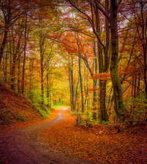 Dark forest road in the autumn forest.