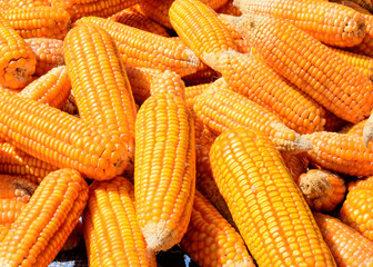 Fototapeta na wymiar Pile of Corn