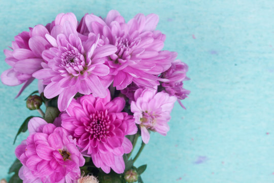 Pink Chrysanthemum