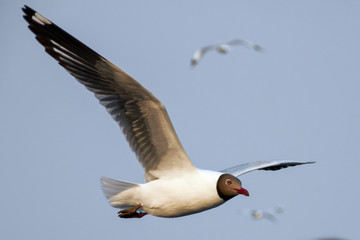 Seagull