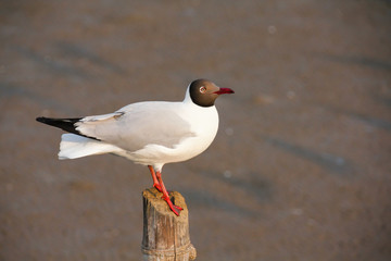 Fototapeta premium Seagull