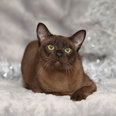 Amazing Burmese cat in front of Christmas decorations