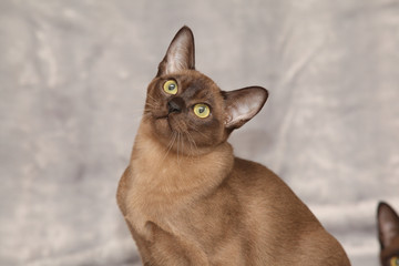 Beautiful Burmese cat in front of silver blanket