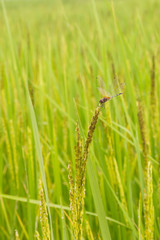 Gragon fly on rice