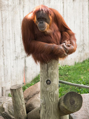 Mature orangutan sitting on a log and looking to the left © kiravolkov