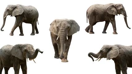 Zelfklevend Fotobehang Elephants © CWIS