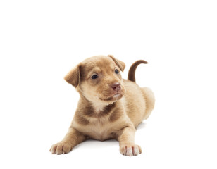 funny puppy on a white background isolated