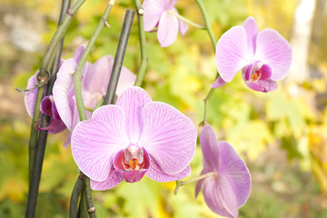 Image of beautiful purple orchid - phalaenopsis