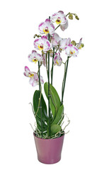 Naklejka na ściany i meble orchidée phalaenopsis 4 branches
