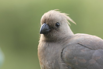 uccello turaco
