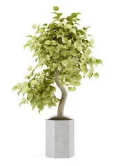 Papier Peint photo Lavable Bonsaï Plante bonsaï en pot isolé sur fond blanc