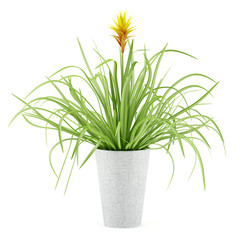 guzmania plant in pot isolated on white background