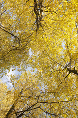 Image of golden leaves at autumn. Beautiful yellow branch