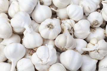Garlic for sale