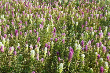 Colorful flowers on a summer meadow