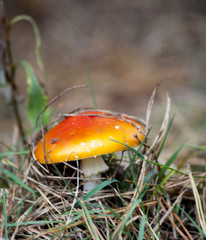 Toadstool mushroom in forest