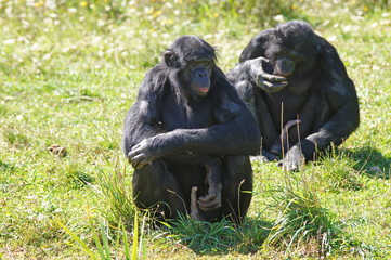 Fototapeta premium Samiec bonobo