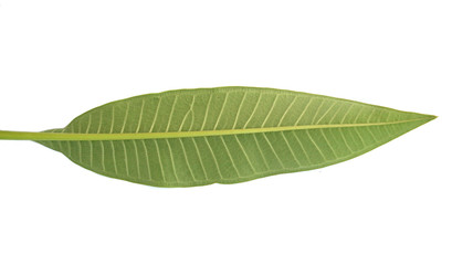 Obraz premium Frangipani leaf isolated on white background
