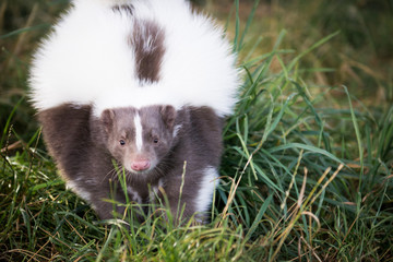 Picture of a Skunk in the Grass
