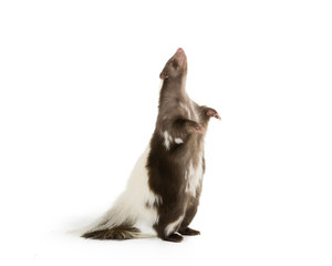 Picture of a Skunk Standing on its hind legs