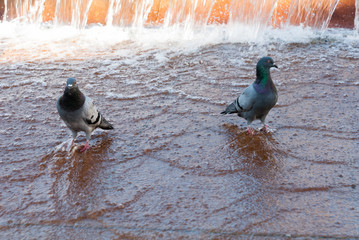 palomas  en fuente