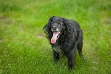 black dog on the grass in park