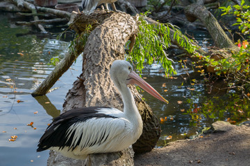 Pelican