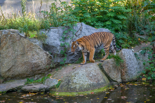Tiger