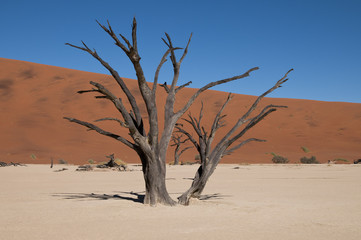 Fototapeta na wymiar Deadvlei, Namib-Naukluft-Nationalpark, Namibia