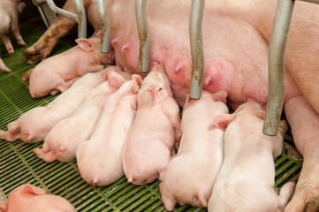 Baby pig in a pigsty