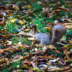 Funny squirrel in the forest