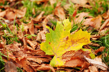 Dry leaves on green grass