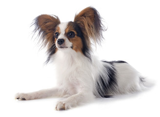 young papillon