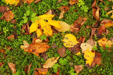 Leaves on the green grass