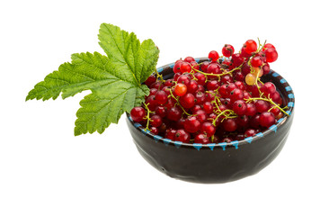 Red currant