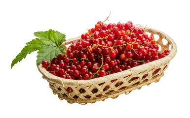 Red currant