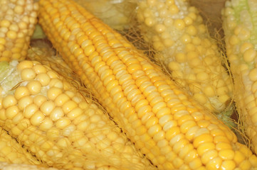 Cobs of corn cooking in water closeup