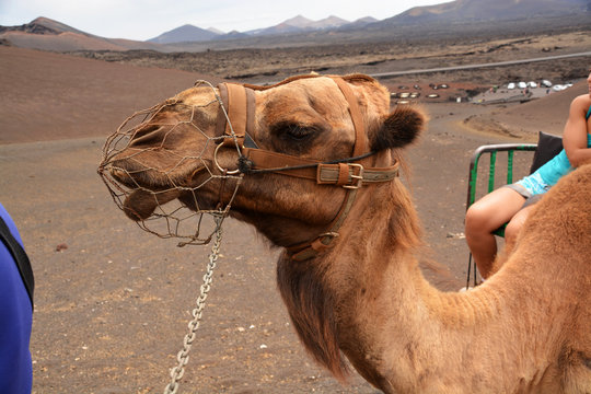 camello en el desierto